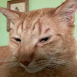 Meet your Posher, Clare